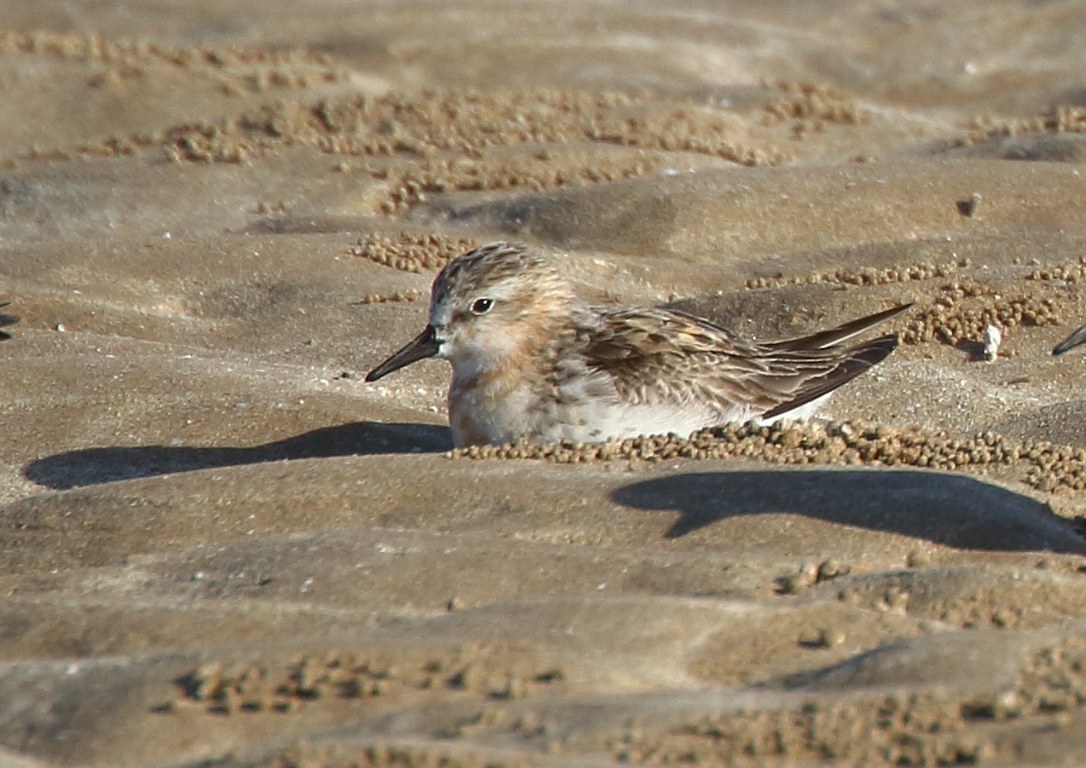 Red-necked Stint - Michael Rutkowski