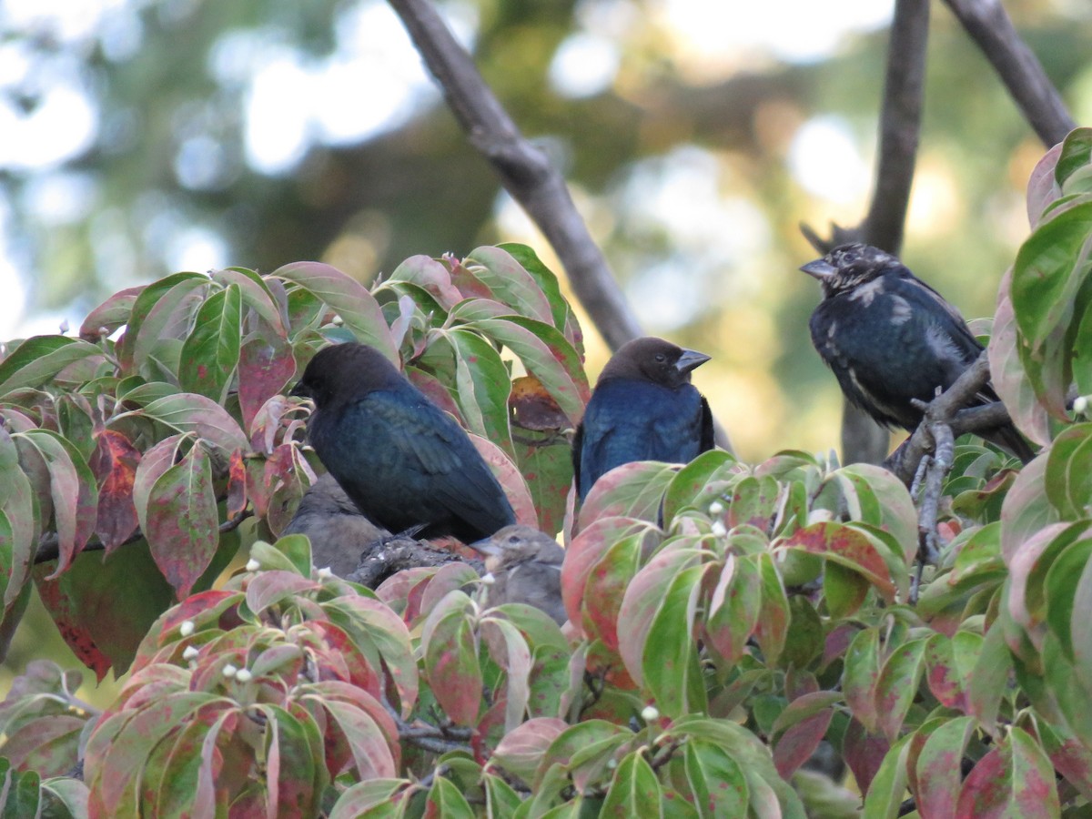 Brown-headed Cowbird - ML68277101