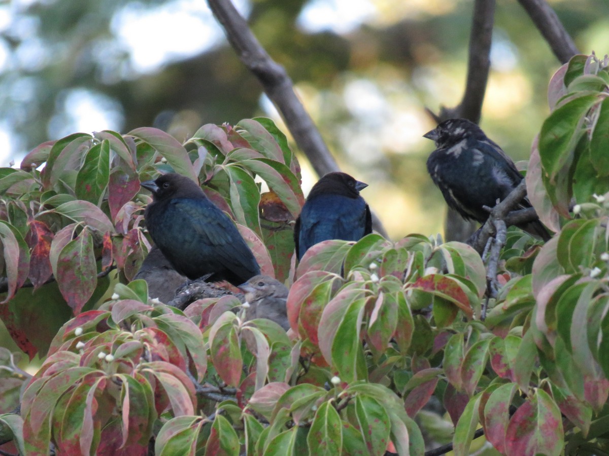 Brown-headed Cowbird - ML68277121