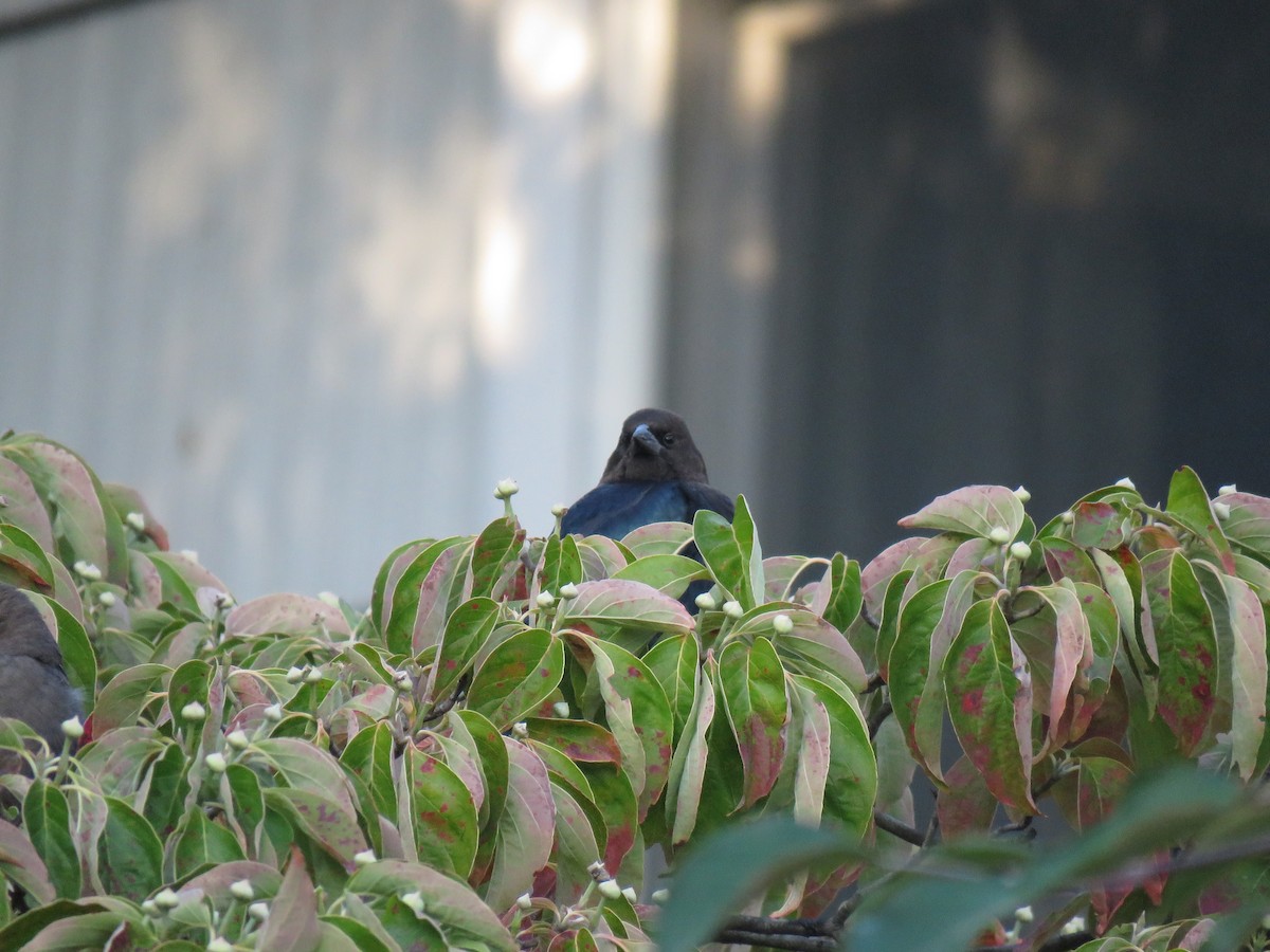 Brown-headed Cowbird - ML68277131