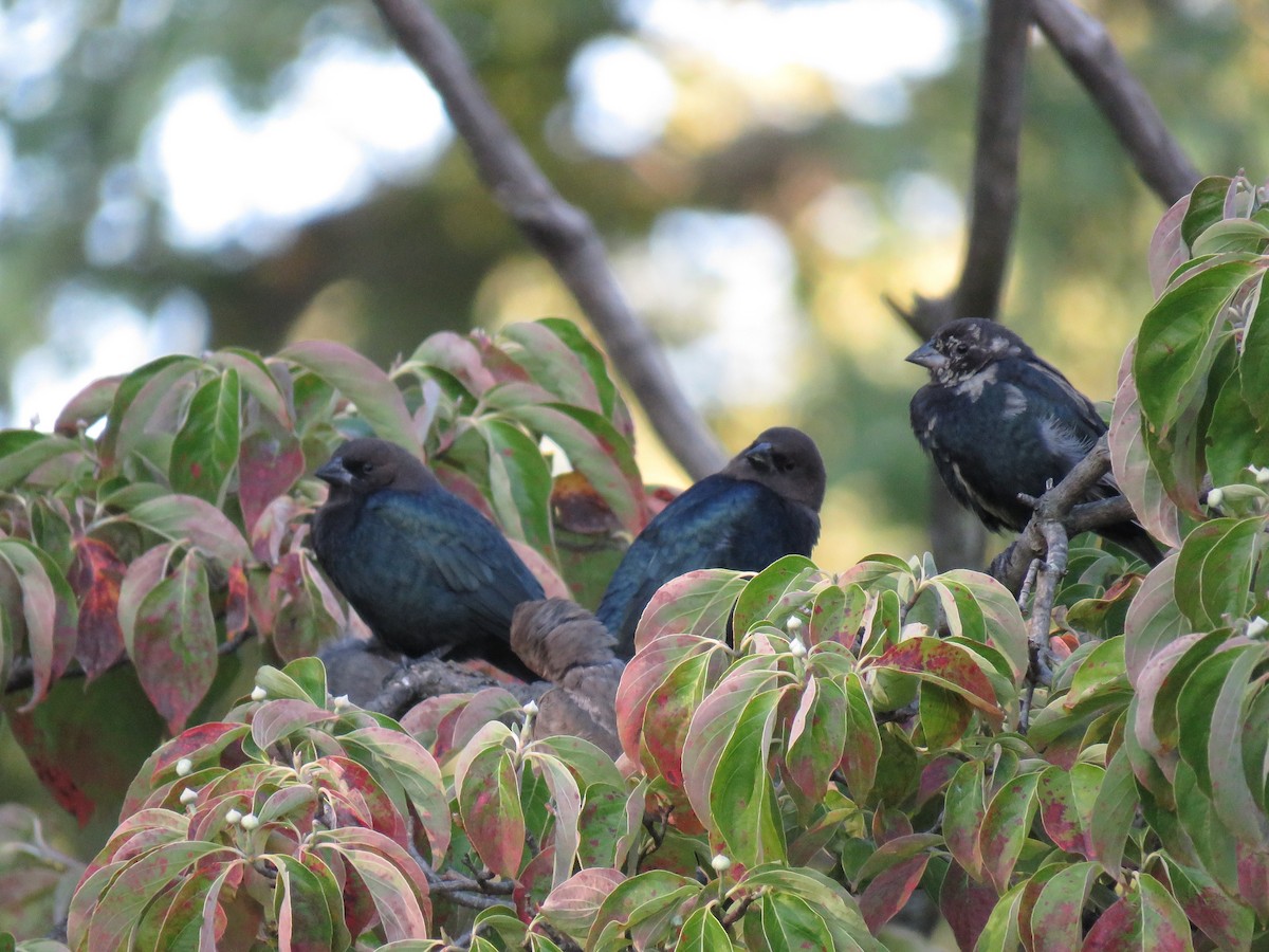 Brown-headed Cowbird - ML68277141