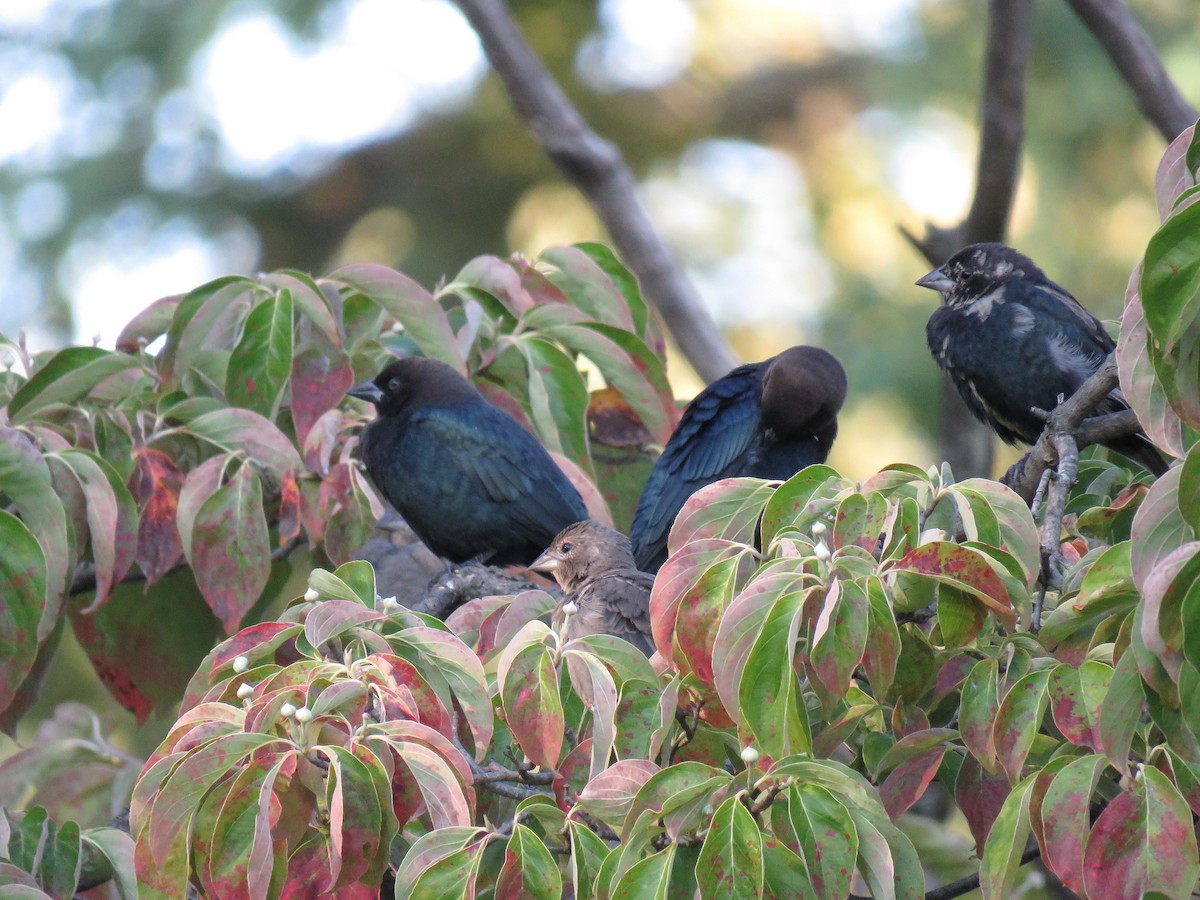 Brown-headed Cowbird - ML68277151