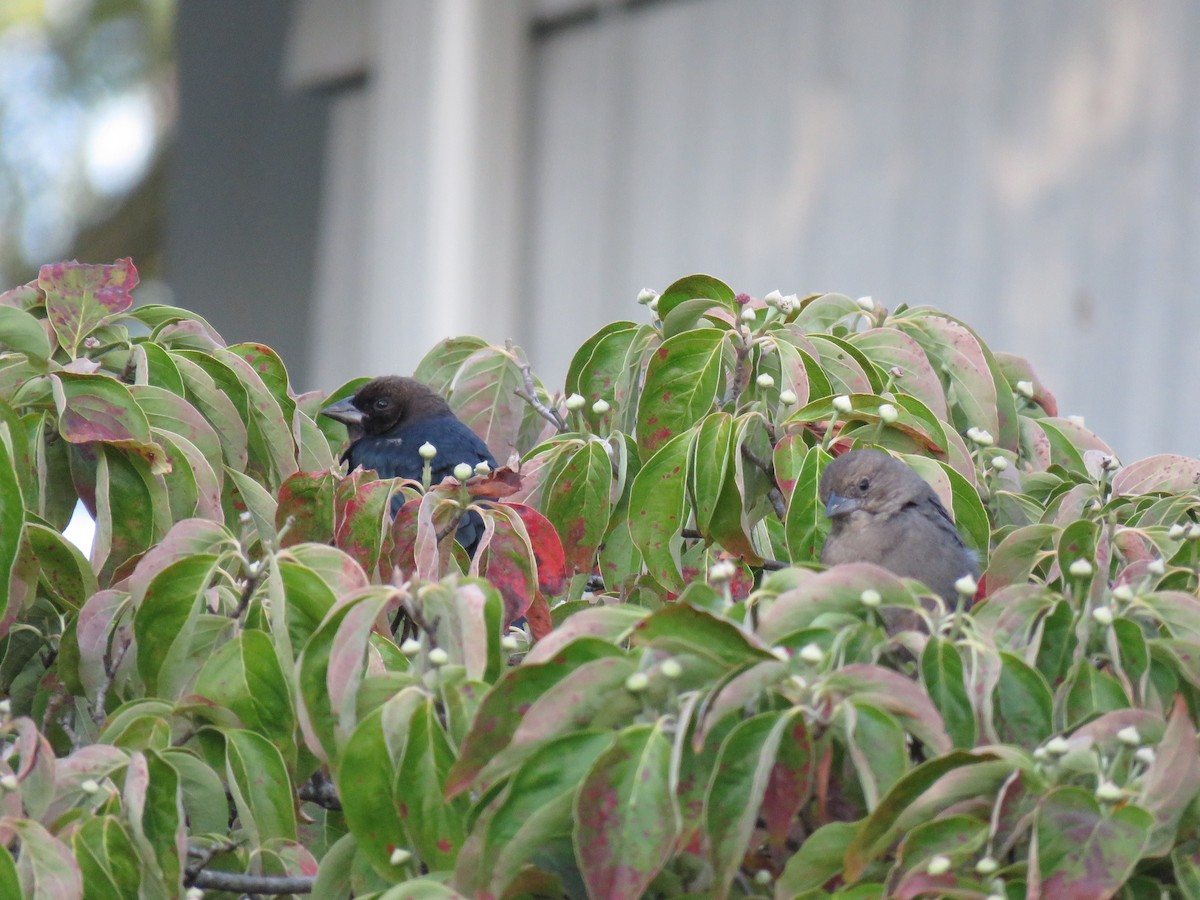 Brown-headed Cowbird - ML68277161