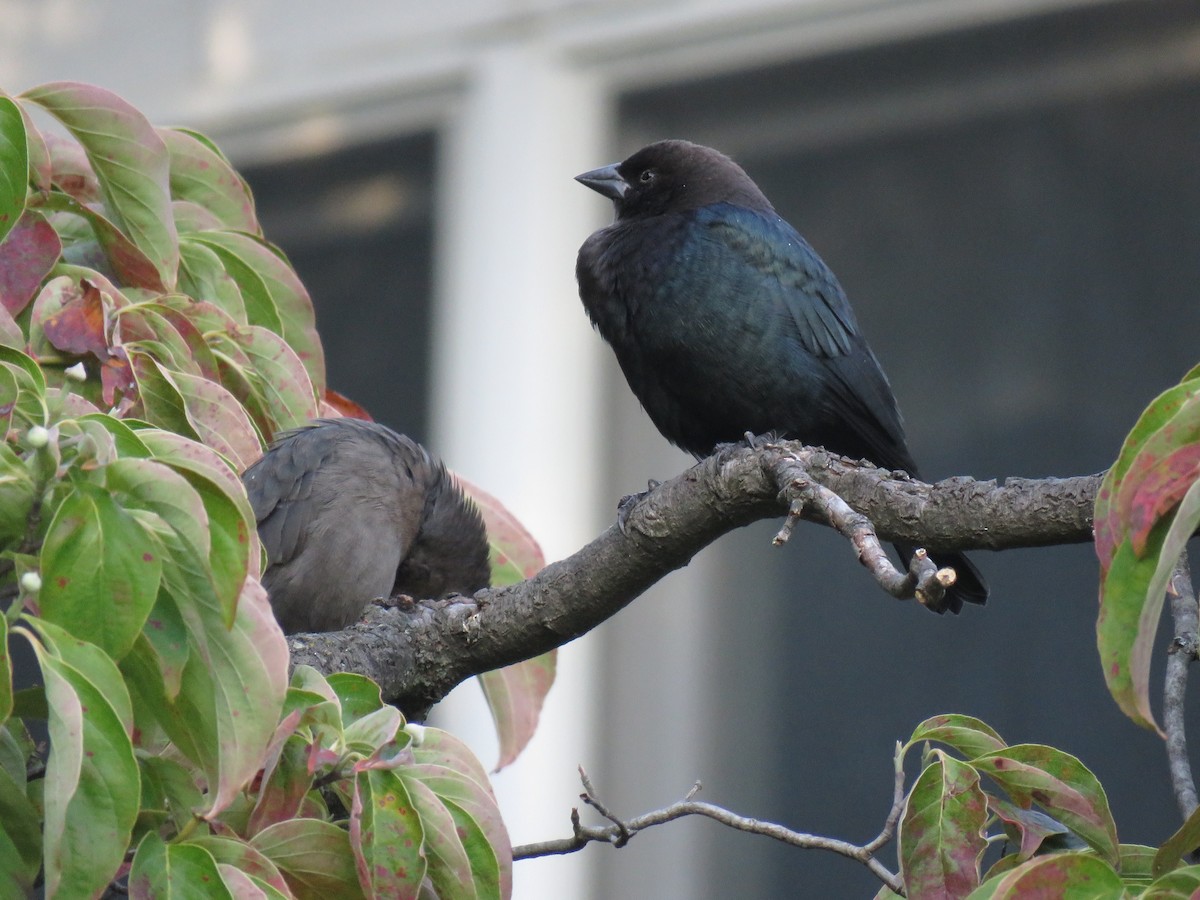 Brown-headed Cowbird - Jordan Wolf