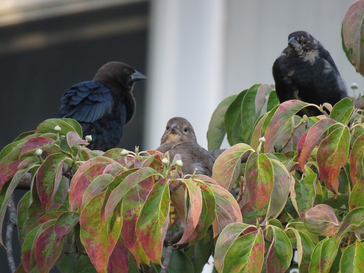 Brown-headed Cowbird - ML68277181