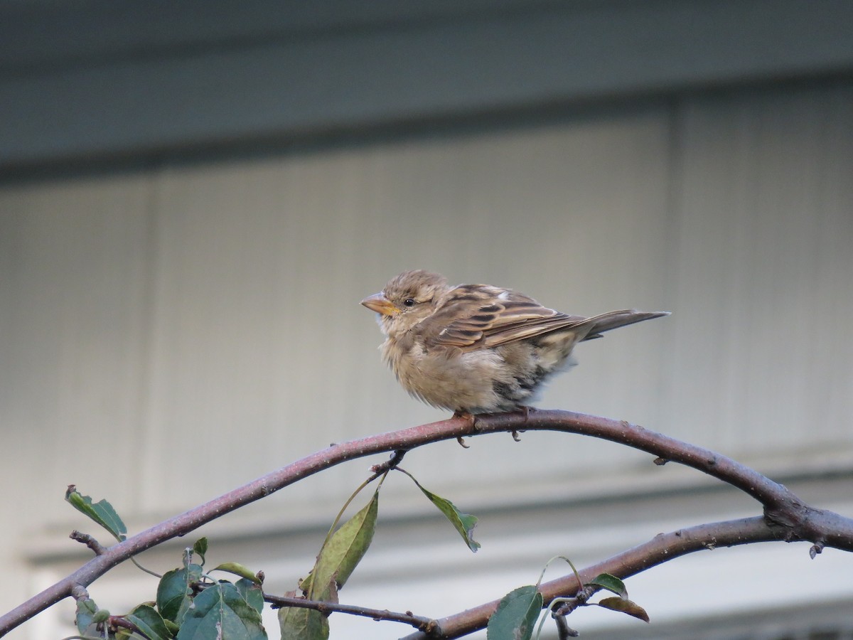 House Sparrow - ML68277191