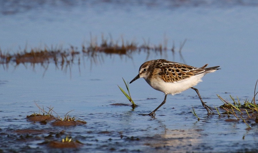 Little Stint - ML68277621