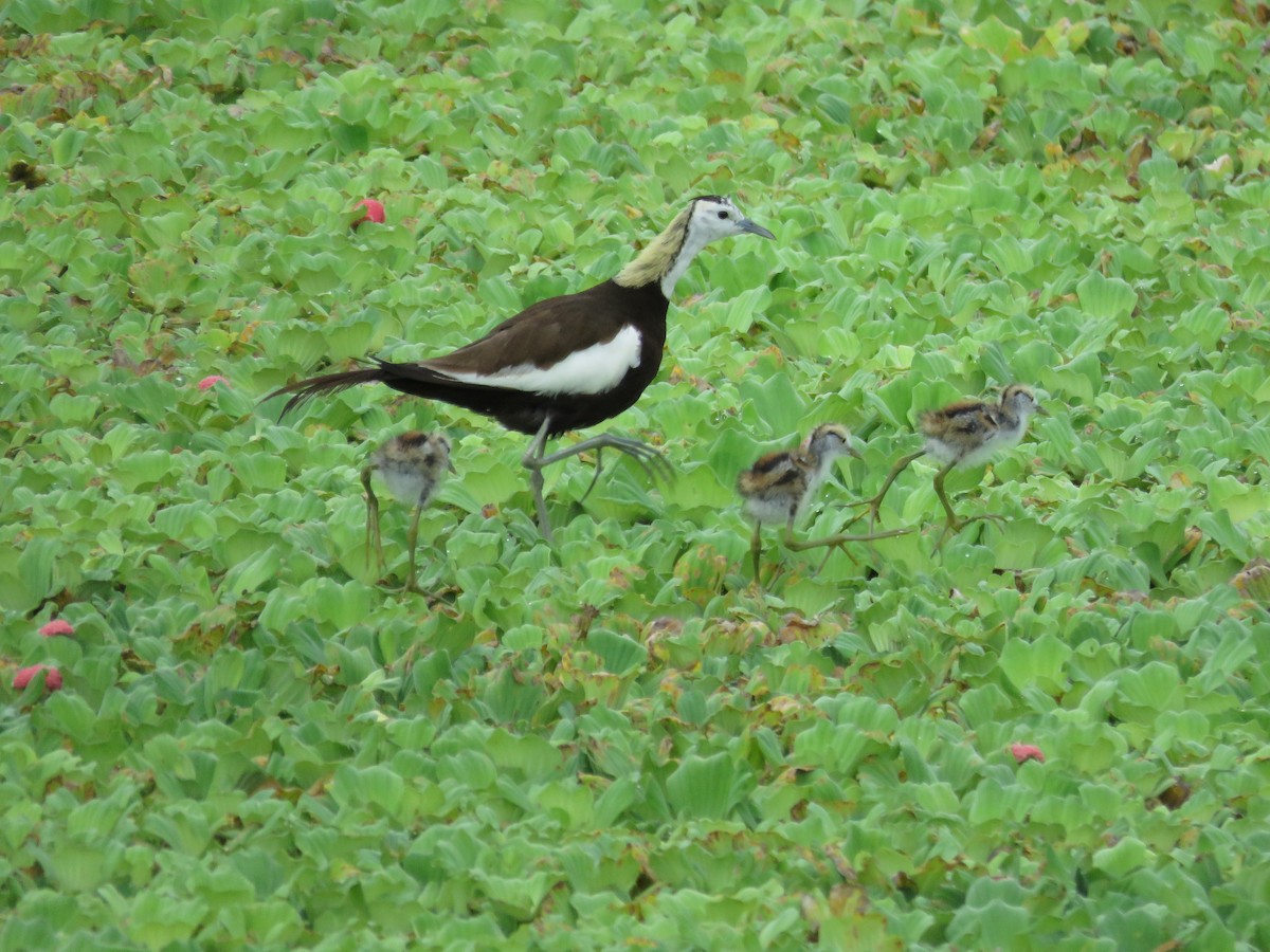 Pheasant-tailed Jacana - ML68278481