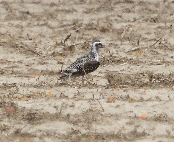 American Golden-Plover - ML68281581