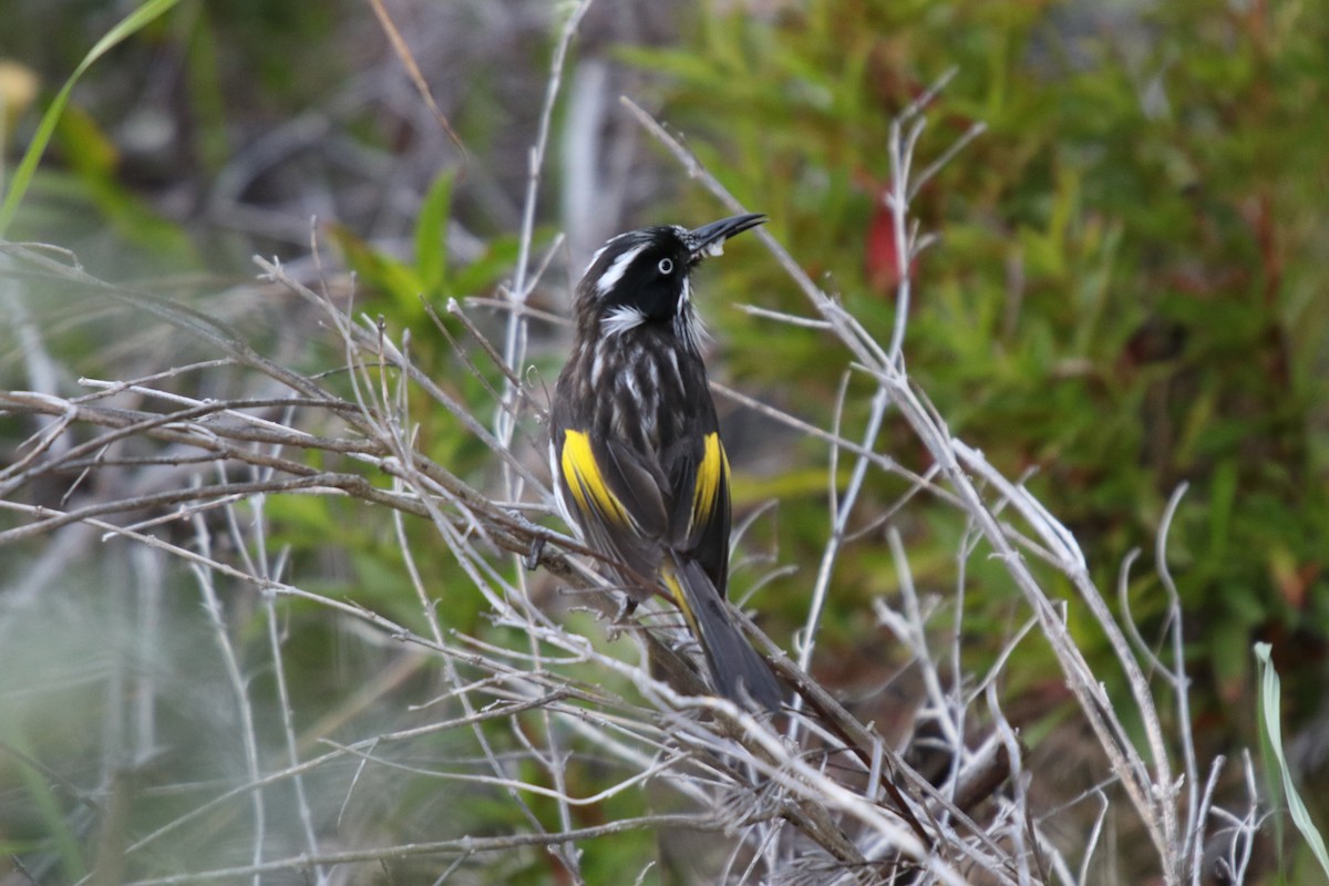 New Holland Honeyeater - ML68282881