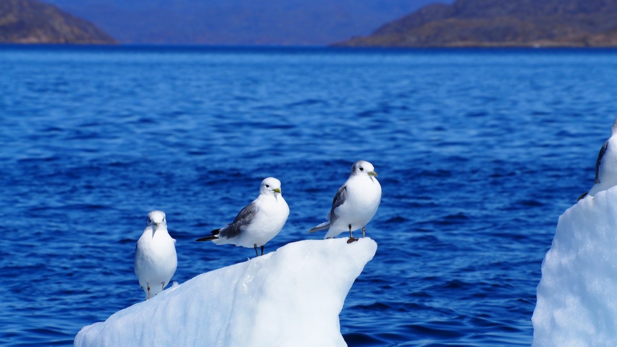 Black-legged Kittiwake - Fiona Paton