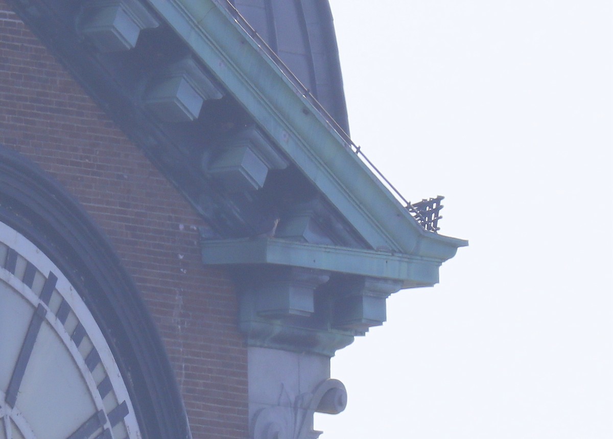 Peregrine Falcon - Craig Gibson