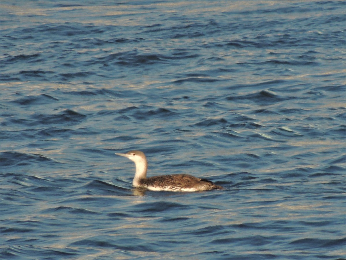 Red-throated Loon - ML68287631