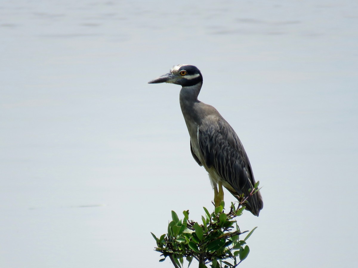 Yellow-crowned Night Heron - ML68287721