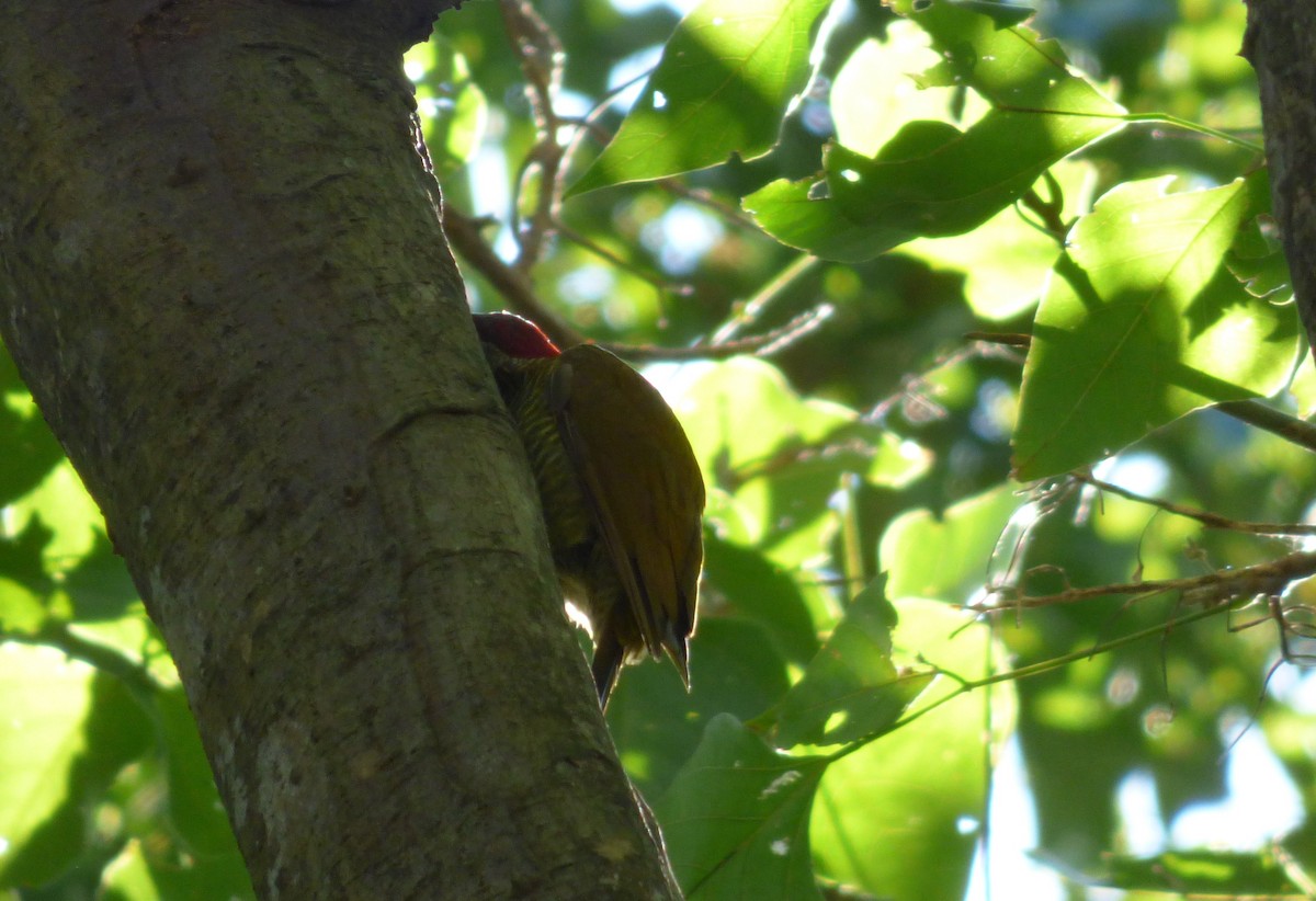 Golden-olive Woodpecker - Roselvy Juárez