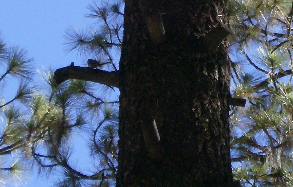 Pygmy Nuthatch - ML68289461
