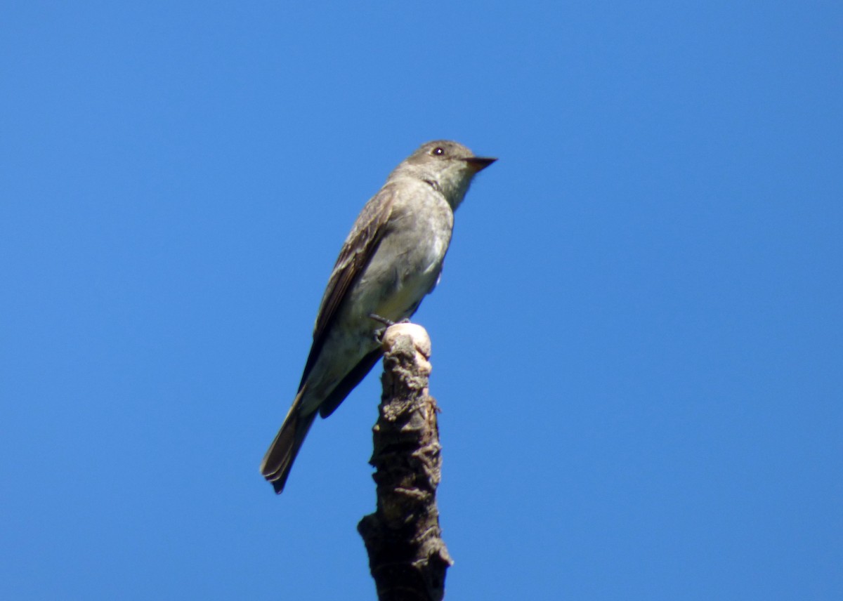 Western Wood-Pewee - Roselvy Juárez