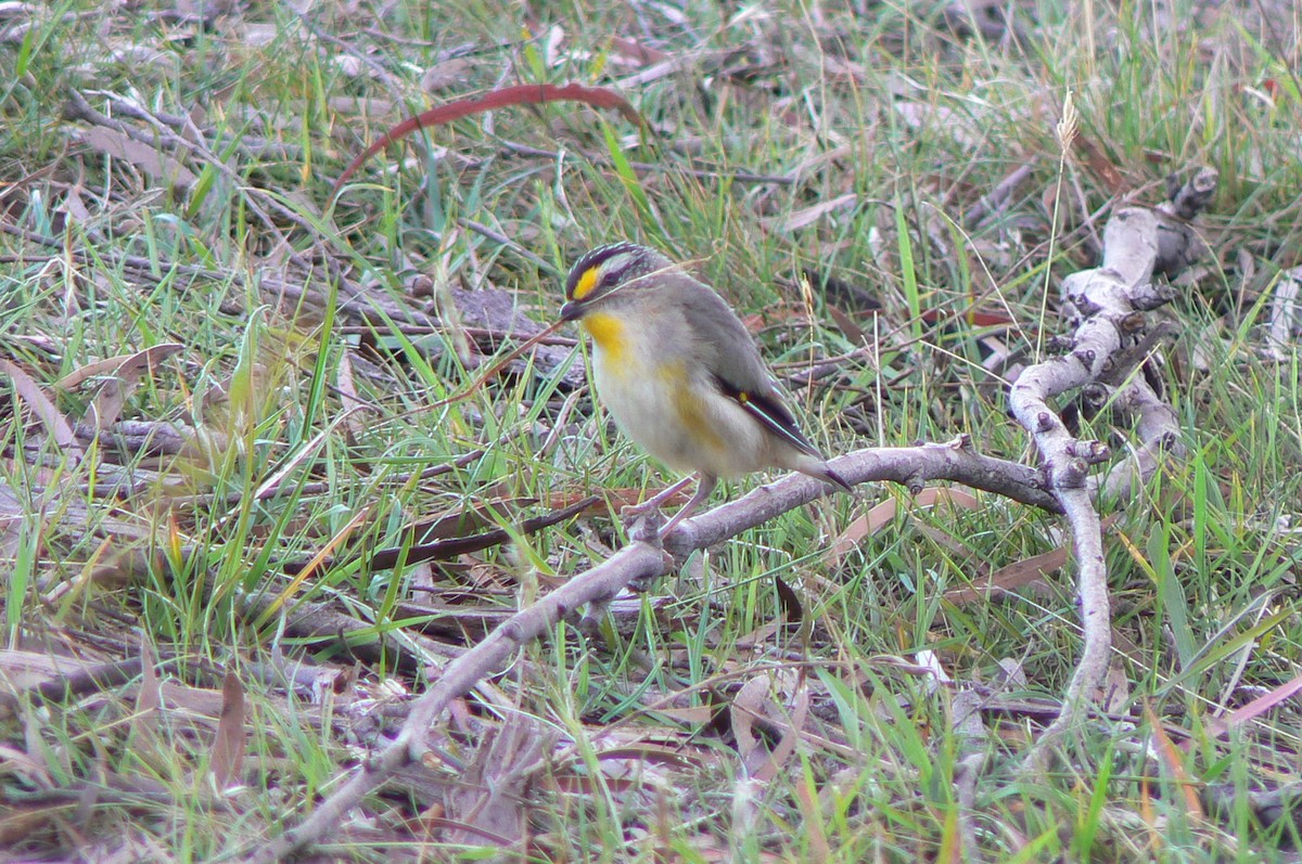 Striated Pardalote - ML68291841