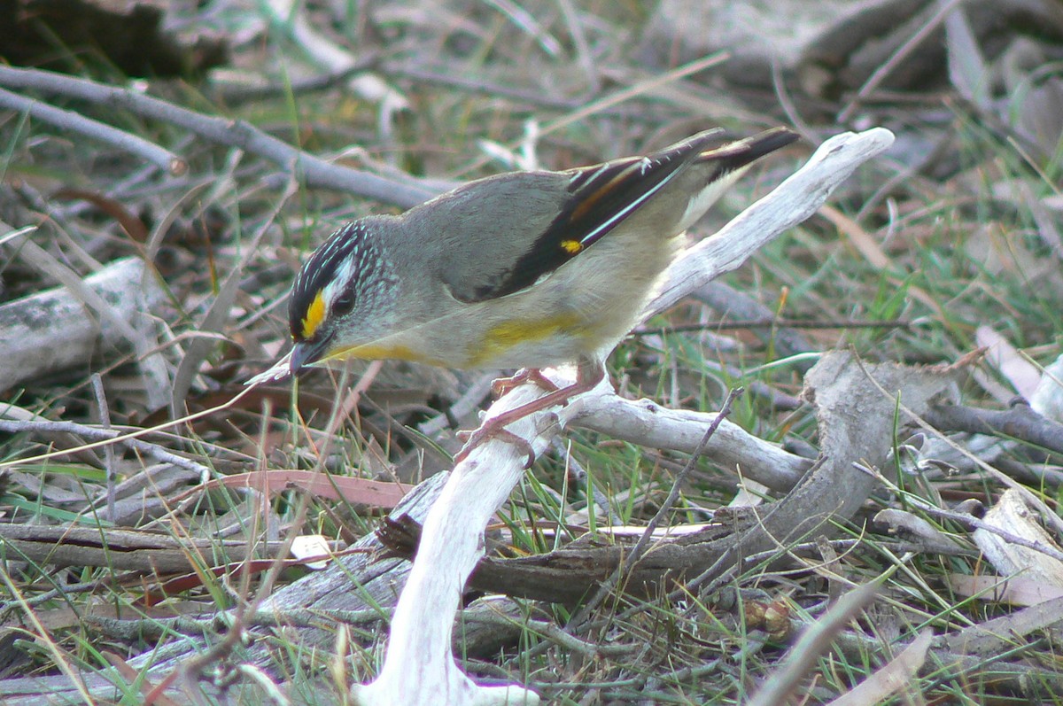 Striated Pardalote - ML68291881