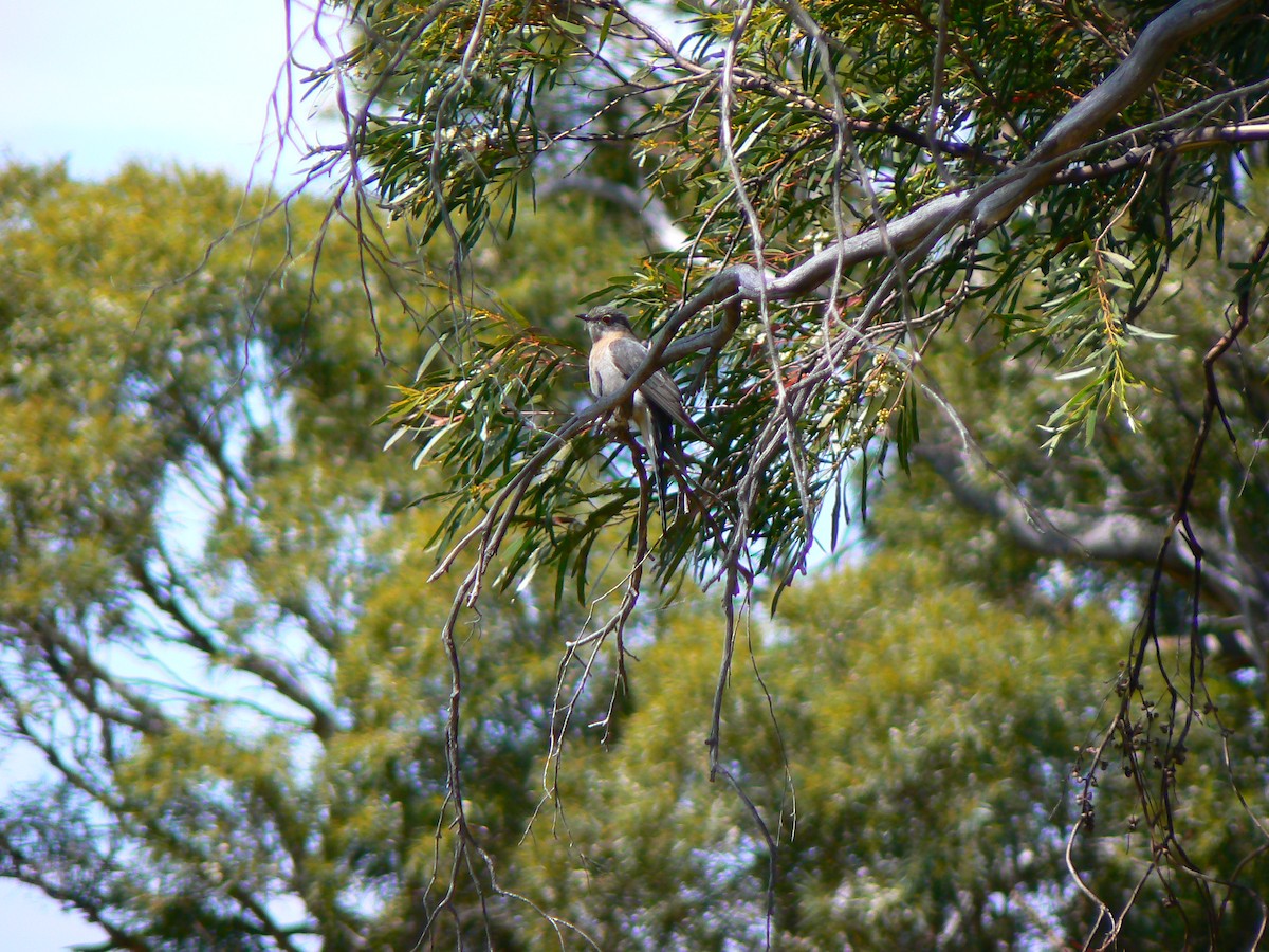 Fan-tailed Cuckoo - ML68291991