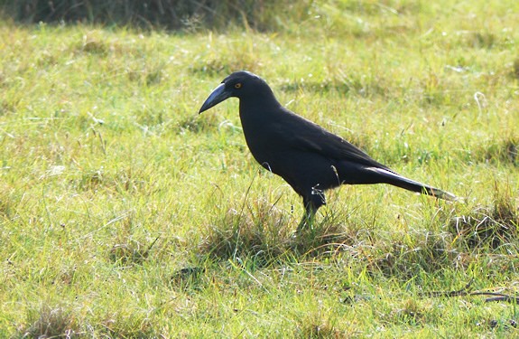 Black Currawong - ML68292201
