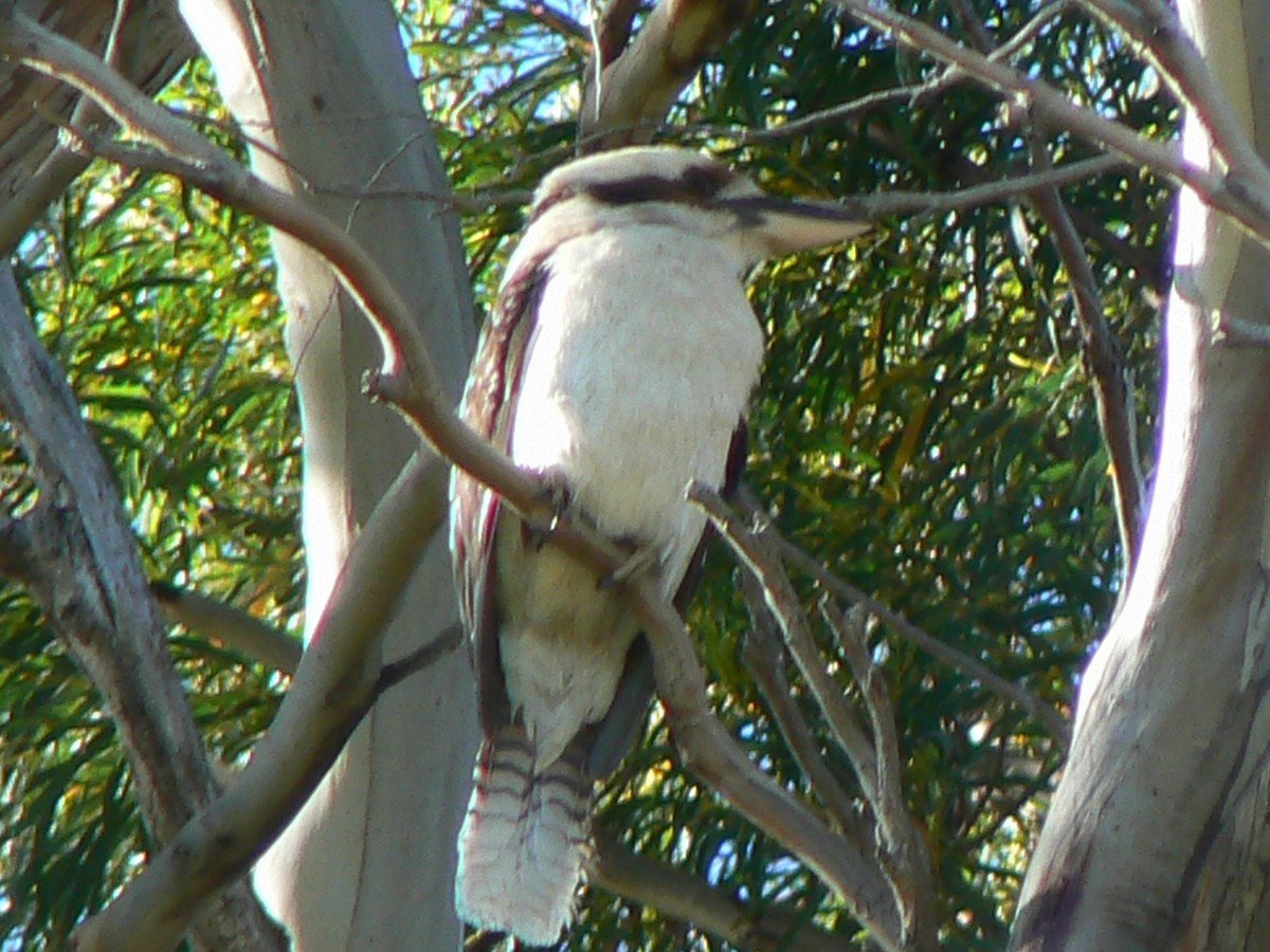 Laughing Kookaburra - ML68292501