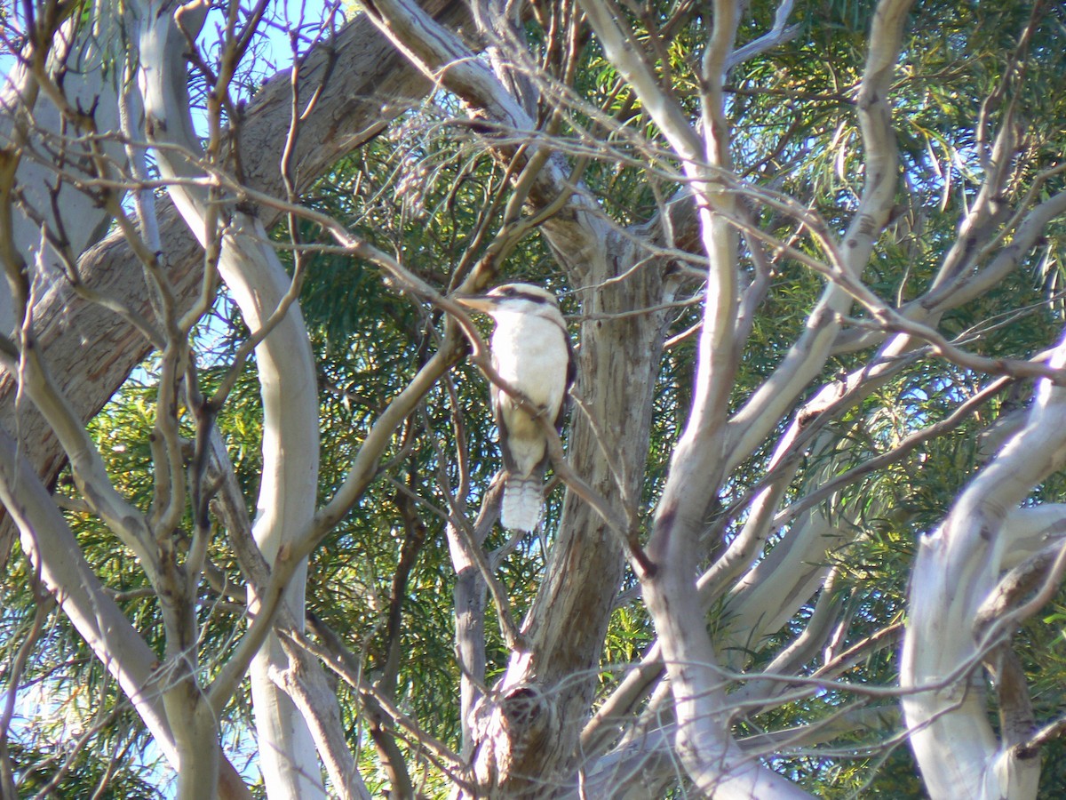 Laughing Kookaburra - ML68292521