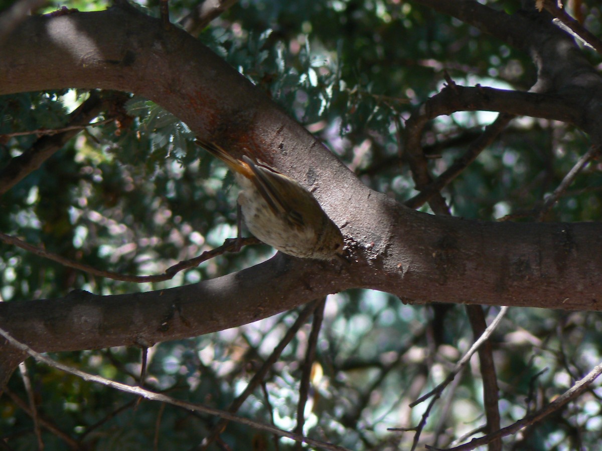 Brown Thornbill - ML68292791