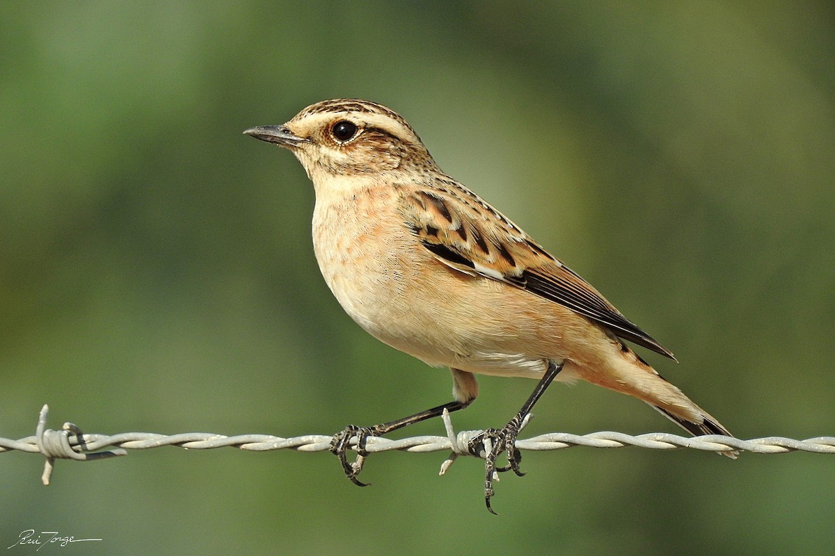 Whinchat - Rui Jorge