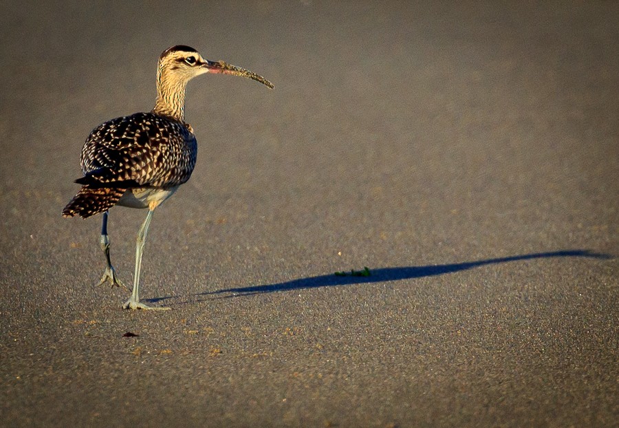 Whimbrel - ML68299591