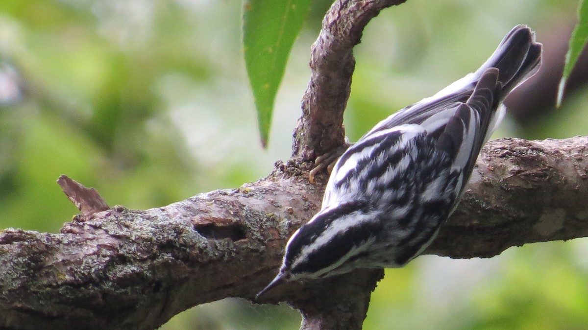 Black-and-white Warbler - ML68300151
