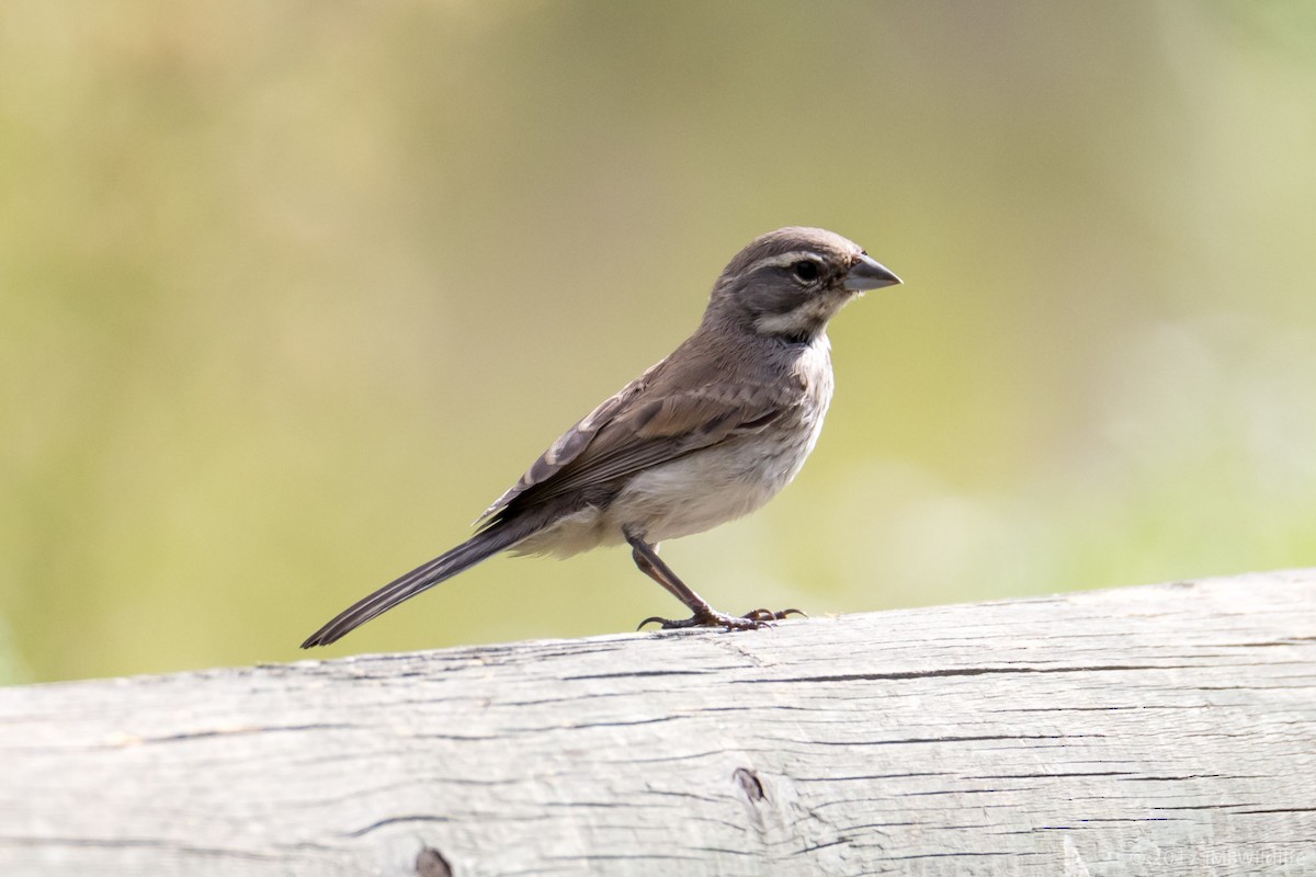 Black-throated Sparrow - Jeff Bray