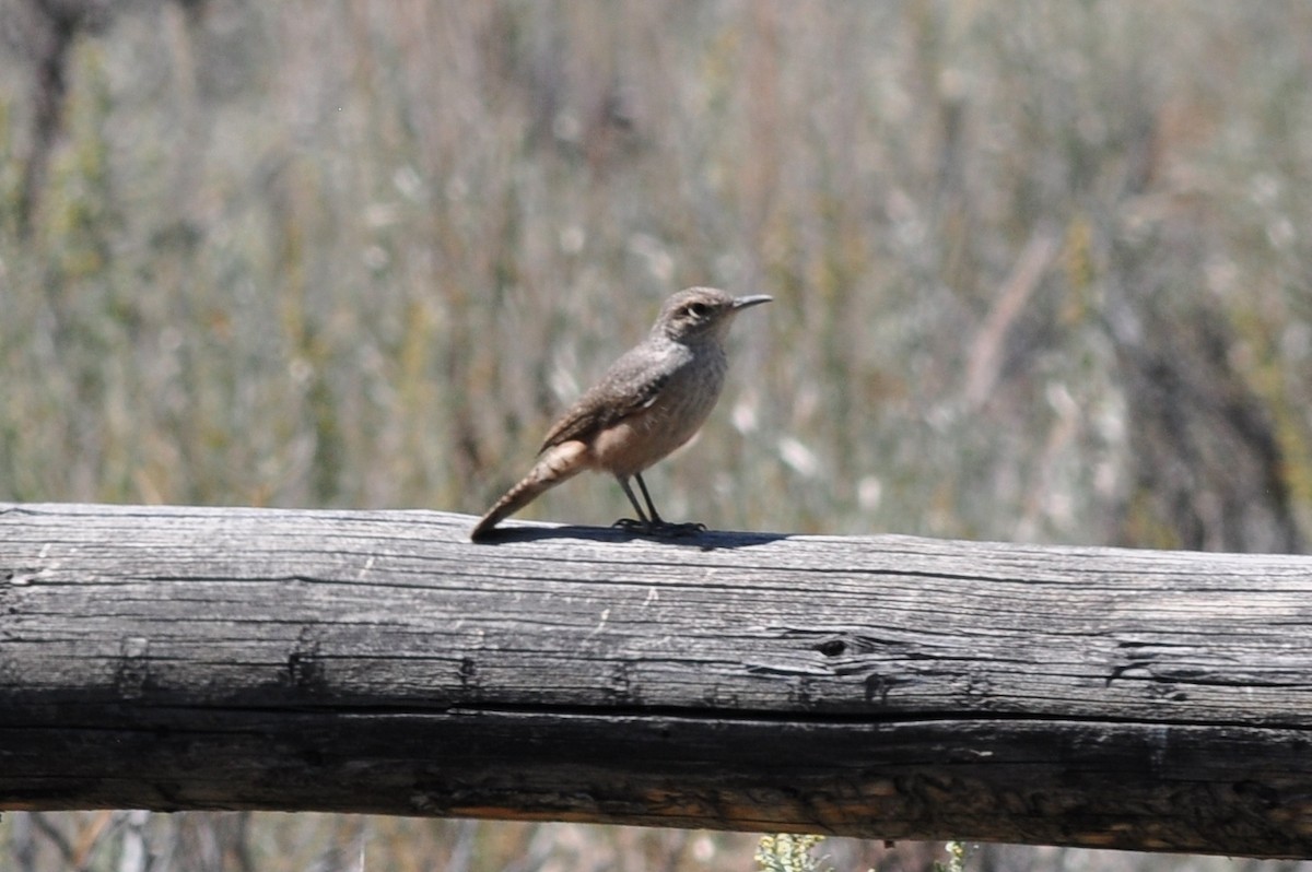 Rock Wren - ML68302131