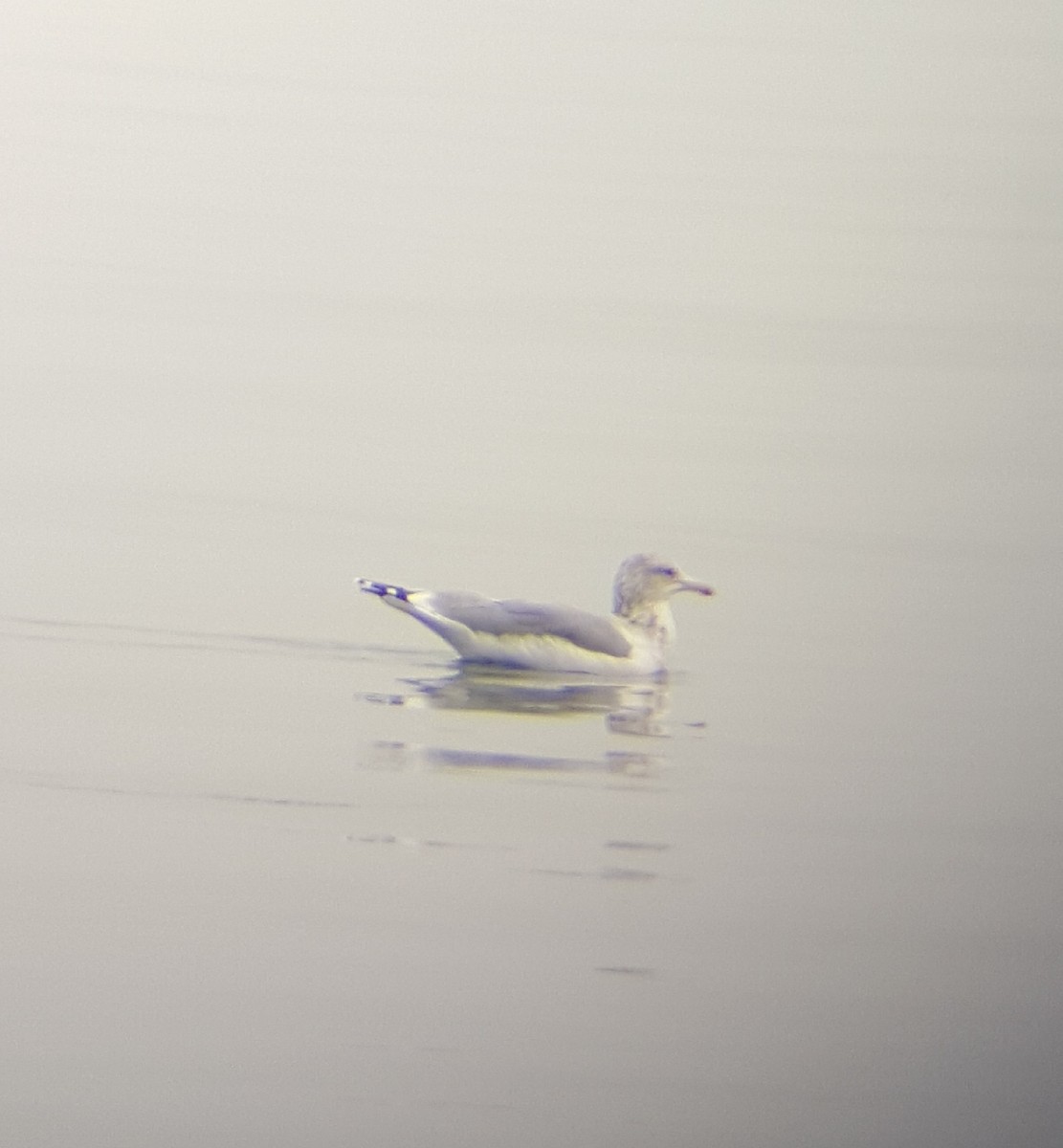 Iceland Gull (Thayer's) - ML68302341