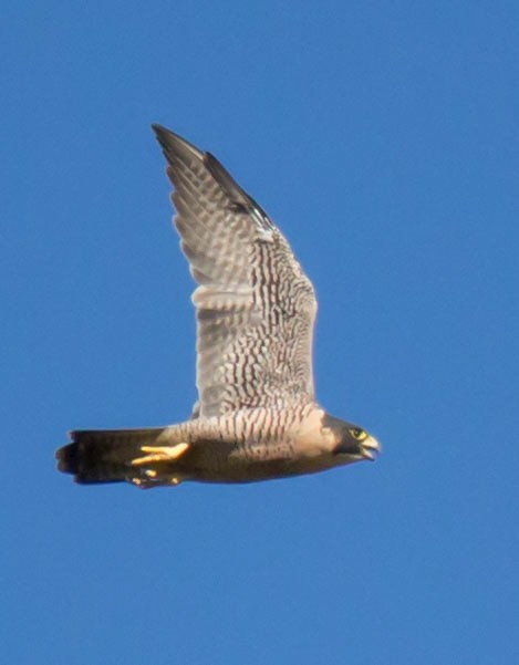 Peregrine Falcon (North American) - Carole Rose