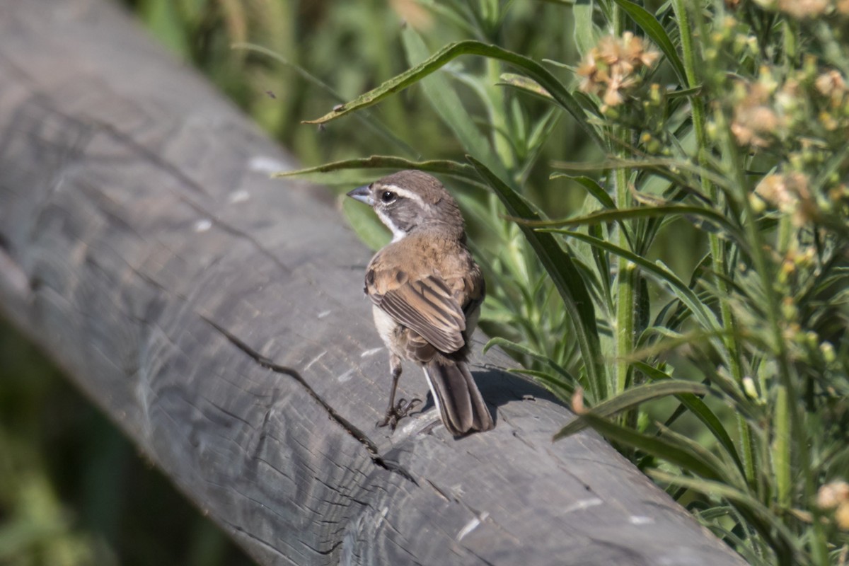 Black-throated Sparrow - Jeff Bray