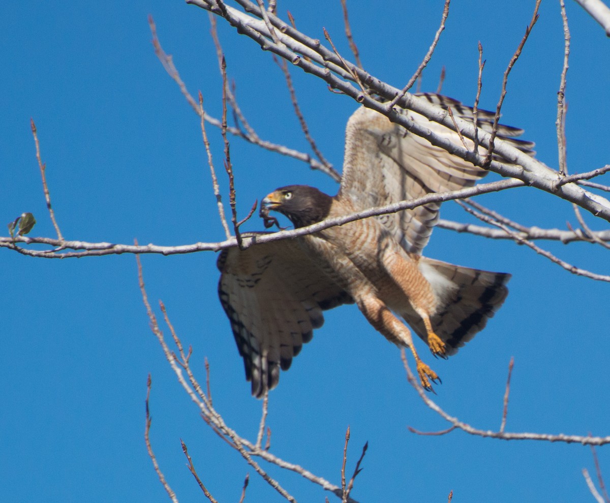 Roadside Hawk - Thierry Rabau