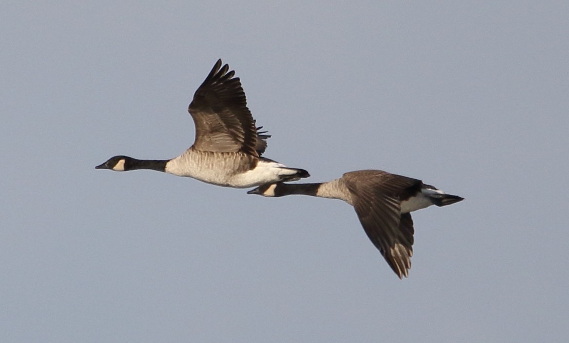 Canada Goose - ML68304571