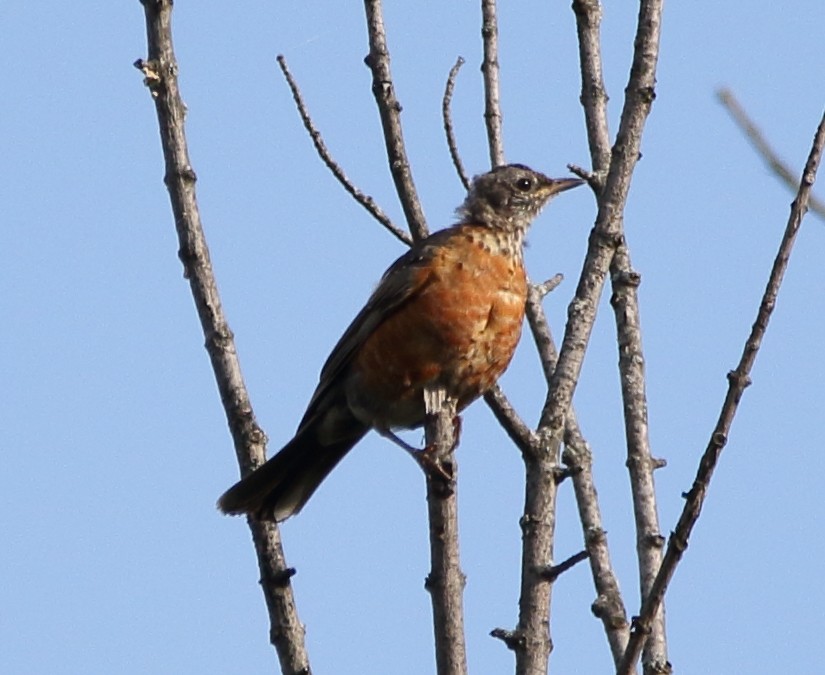 American Robin - ML68305471