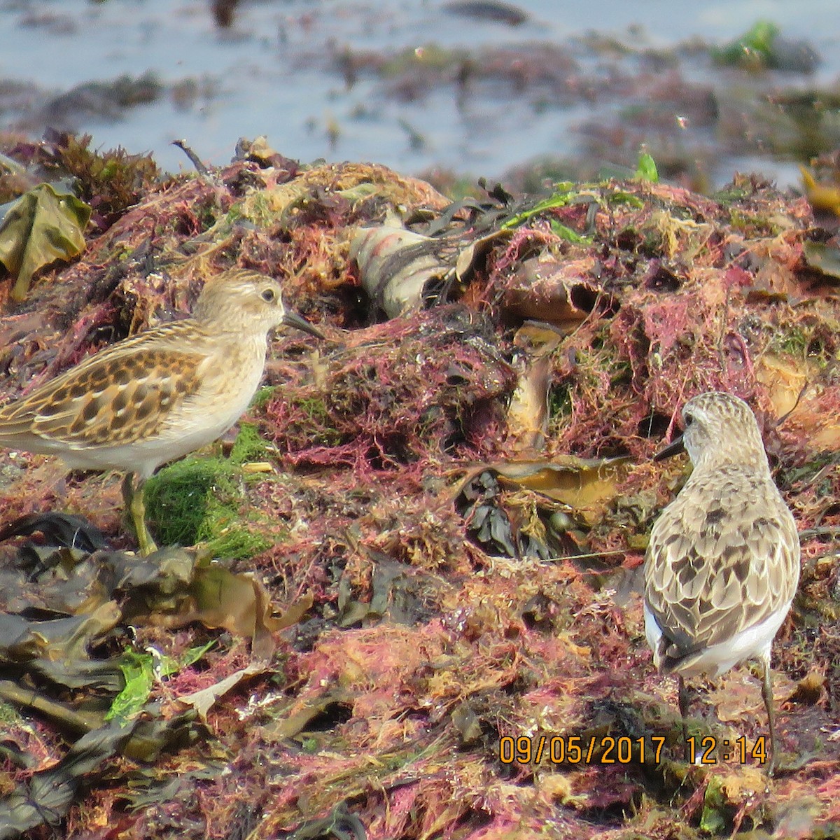 sandsnipe - ML68305961