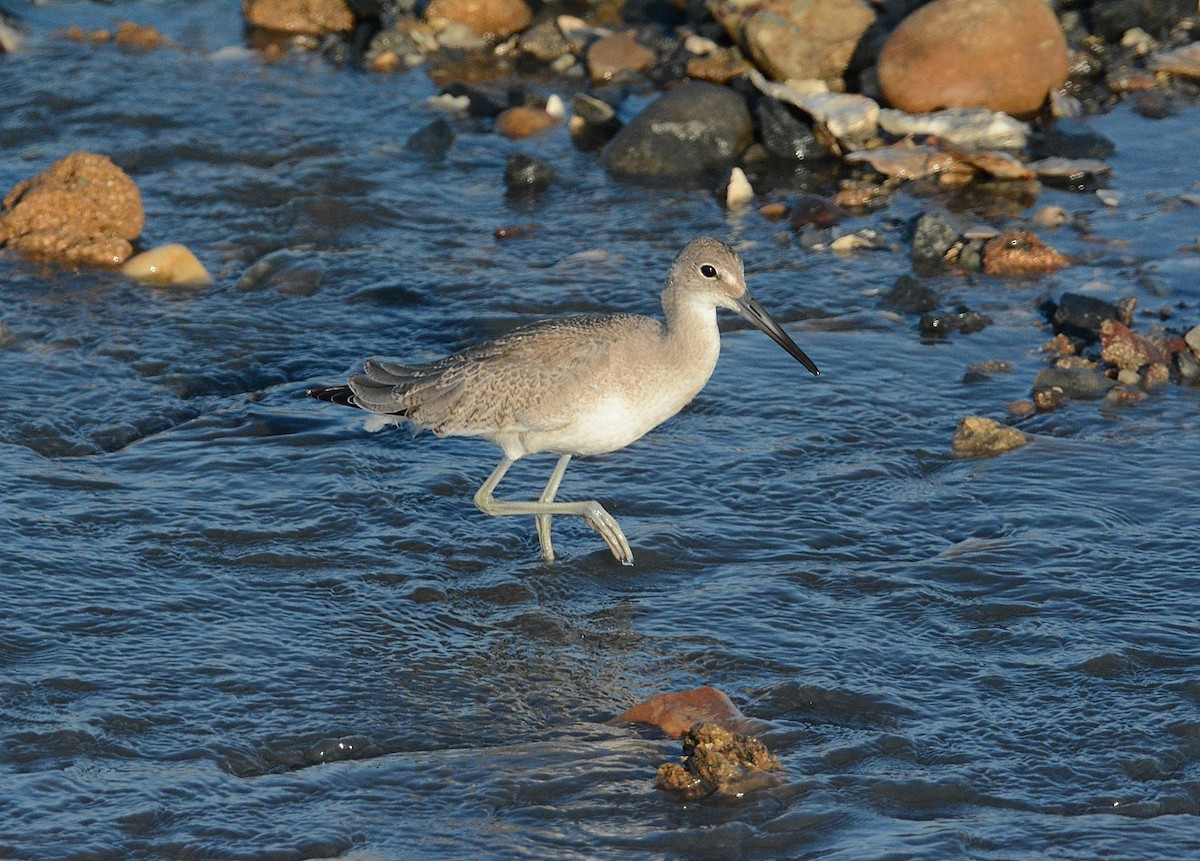 Chevalier semipalmé (inornata) - ML68306471