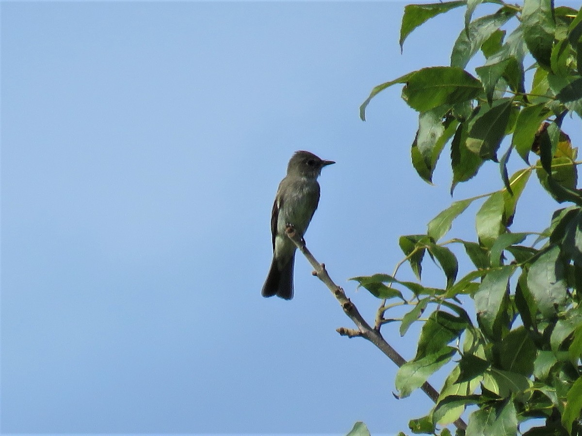 Eastern Wood-Pewee - ML68306691