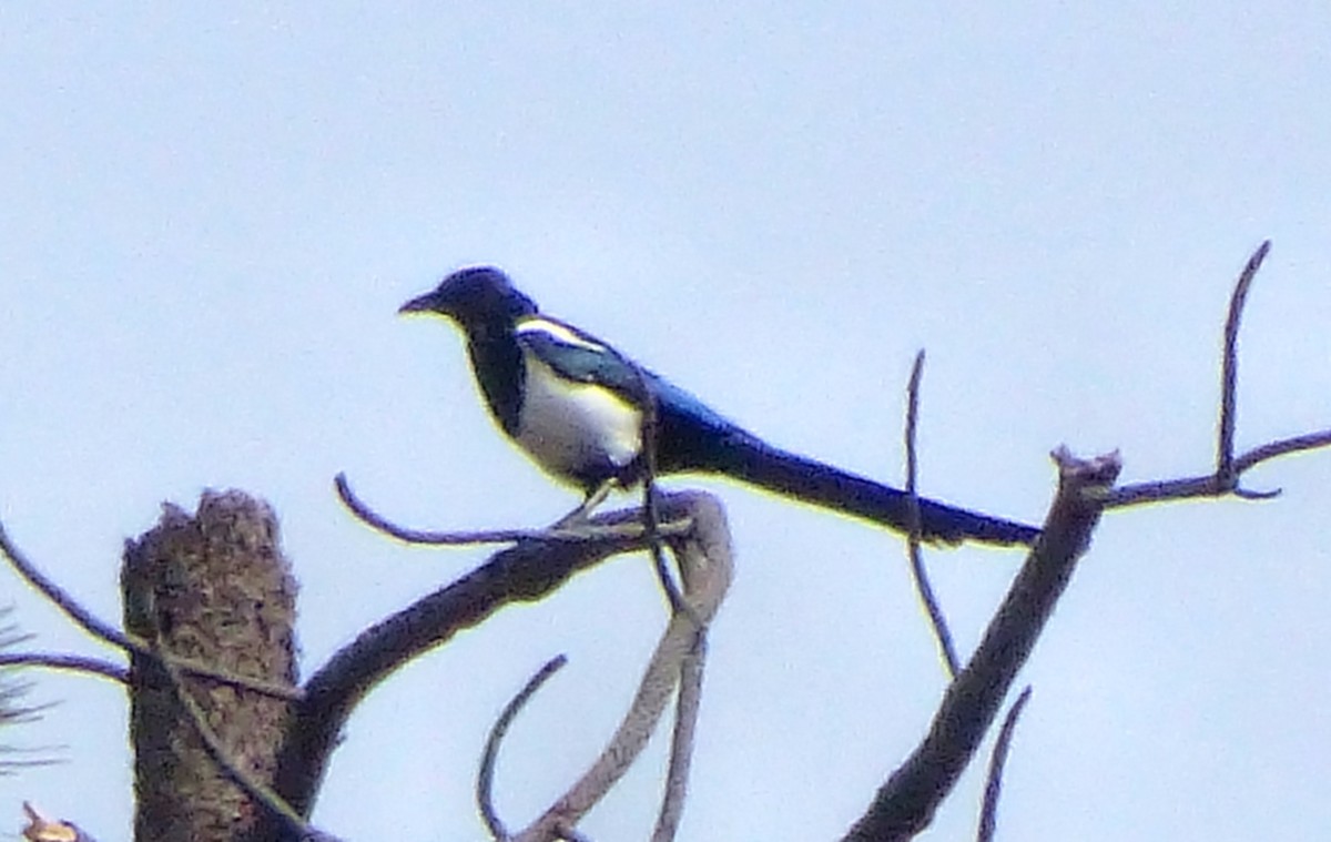 Black-billed Magpie - ML68307371