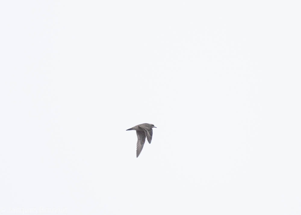 American Golden-Plover - Jacques Bouvier