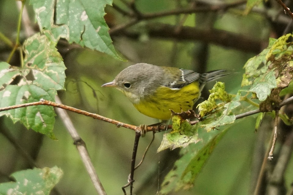 Magnolia Warbler - ML68313561