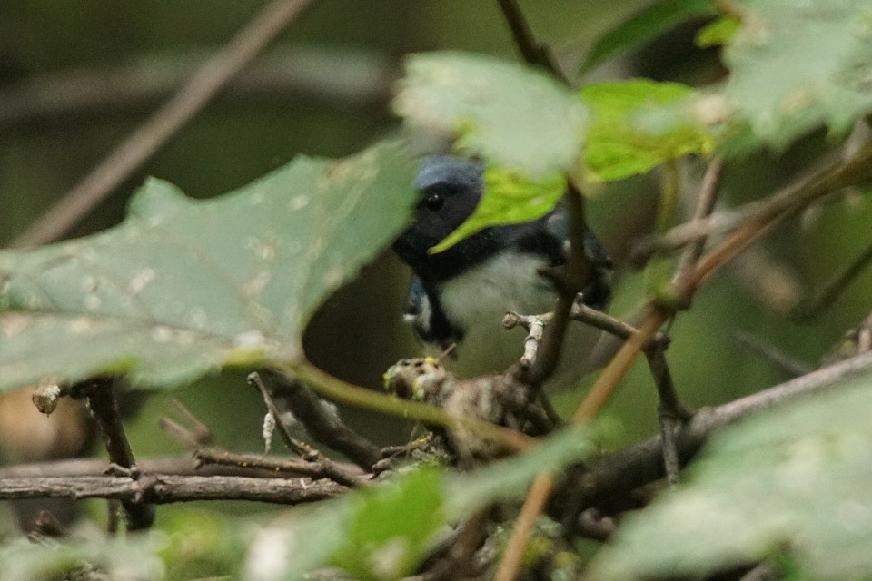 Paruline bleue - ML68313681