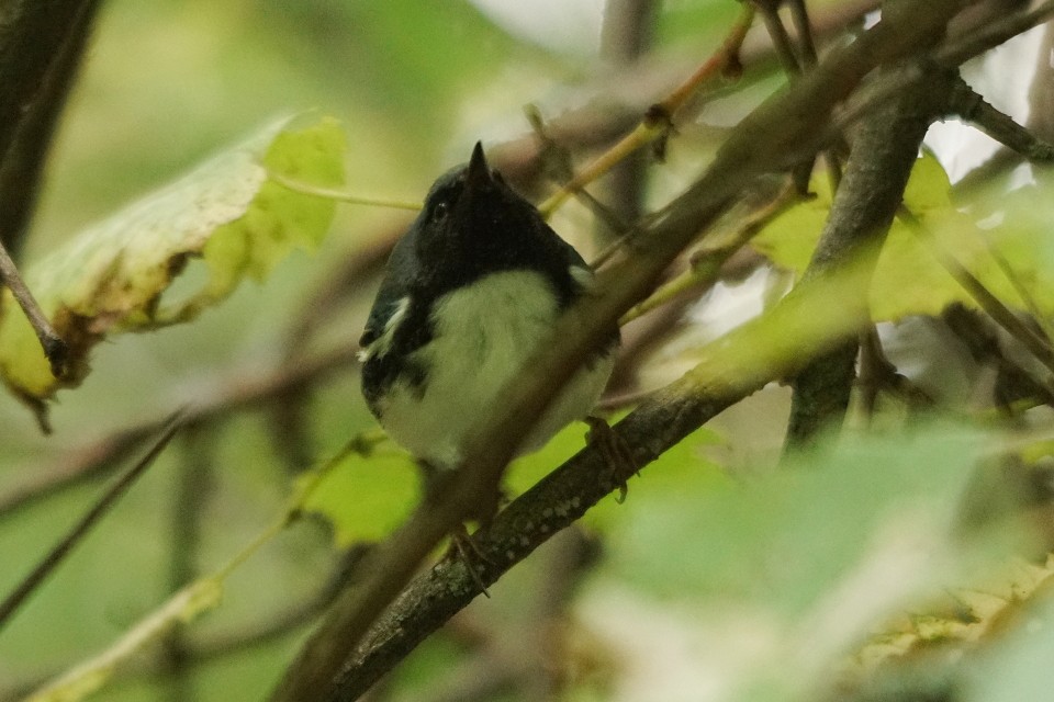 Black-throated Blue Warbler - ML68313691