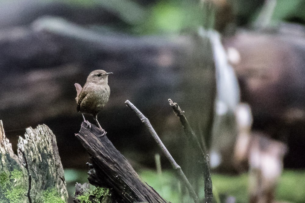 Winter Wren - ML68315241