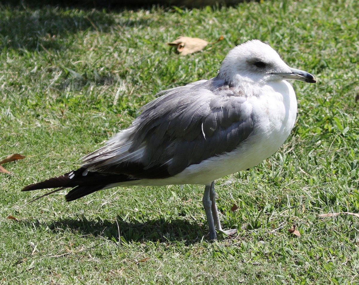 California Gull - ML68315551