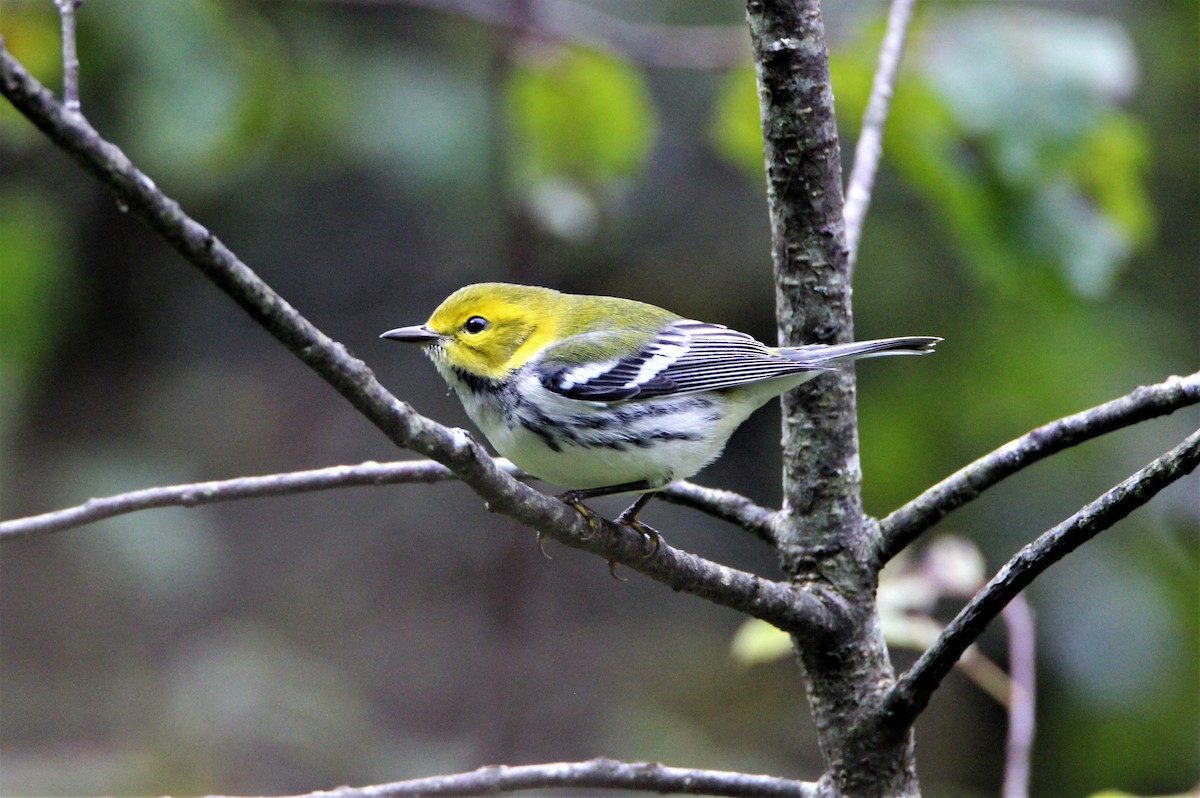 Black-throated Green Warbler - ML68316001